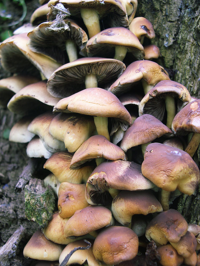 Hypholoma fasciculare. Tossico.
